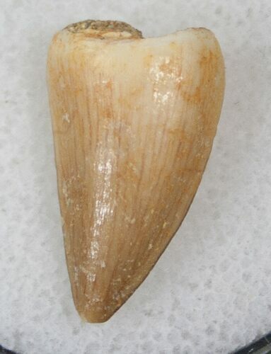 Mosasaur (Eremiasaurus) Tooth #17044